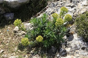 Wolfsmilchgewächs in der Tramuntana