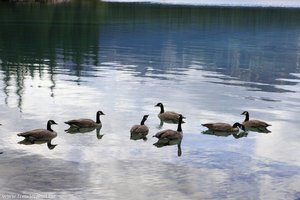 Kanada-Gänse auf dem Lake Beauvert