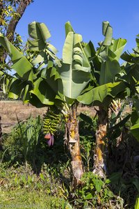 Bananen-Staude zwischen den Reisfeldern