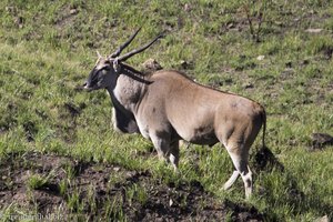 Elenantilope im Royal Natal Nationalpark
