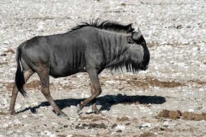 Gnu