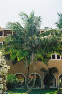 Palmengarten vor dem Hotel Oasis las Morlas
