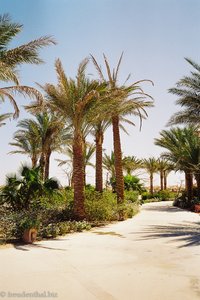 Im Garten des Makadi Beach Hotels.