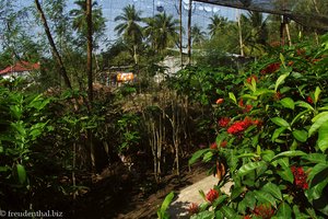 Orchideengarten in Thailand