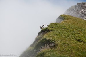 Steinbock am Gemsmättli