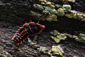 Kinabalu - Duliticola paradoxa (Trilobite Beetle) auf dem Pandanus Trail