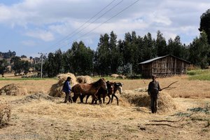 Bauern bei der Arbeit nahe Amba Giorgis