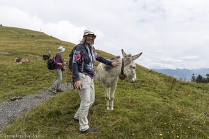 Auch ein Esel ist unterwegs auf der Hörner-Panoramatour