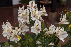 Und noch eine Blüte bei der Hacienda Anacaona in San Agustin