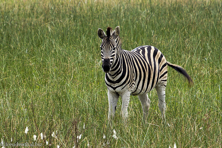 Zebra im iSimangaliso Wetland Park von St. Lucia Zebra im iSimangaliso Wetland Park von St. Lucia