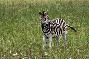 Zebra im iSimangaliso Wetland Park von St. Lucia