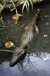 Alligator im Genesis Nature Park