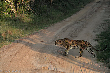 Leopard überquert die Piste
