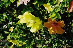 Hibiskus im Iberotel Makadi Beach