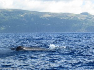 Pottwal mit Kalb vor Pico