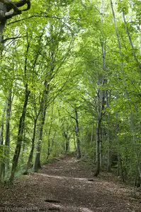 Durch den schönen Wald auf den Jusi