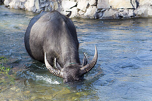 Wasserbüffel im Mekong