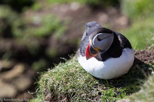 Puffin an der Küste beim Sumburgh Head