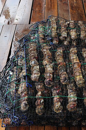 Zuchtkäfige für die Perlen-Muscheln der Perlenfarm von Legend Pearls