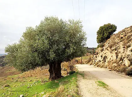 Auf Arnies Nature Trail