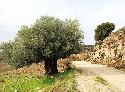 Auf Arnies Nature Trail