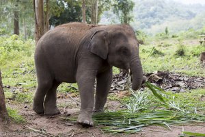 Maxi der Babyelefant im Village von Luang Prabang