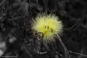 Blüte an einem Baum bei Alto de los Ídolos.