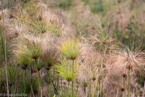 Gras in Swasiland