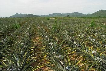 Ananas-Plantage im Süden Thailands