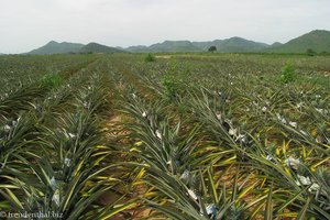 Ananas-Plantage in Thailand