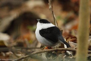 Säbelpipra (Manacus manacus)