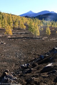 Blick von Samara zum Teide