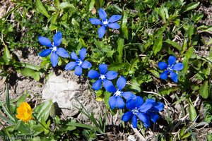 Frühlingsenzian (Gentiana verna), auch Schusternagerl