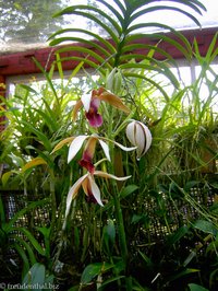 Orchidee in Peradeniya