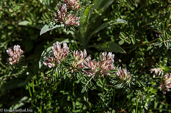 Pflanzen beim Pico do Gato