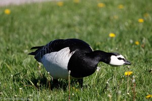 Nonnengans, Weißwangengans (Branta leucopsis)