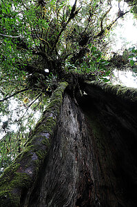 Feigenbaum auf dem Sendero Ojo de Agua