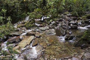 Letzter Blick auf den Fluss Quindio im Nebelwald des Valle del Cocora.