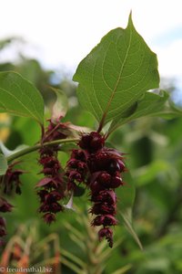 Blüten- und Fruchtstand eines Buschs auf Sao Miguel