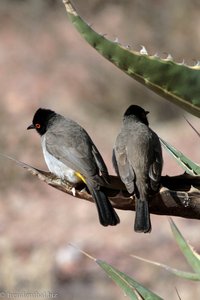 Maskenbülbül in Namibia