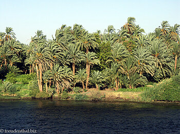 Palmenhain am Nilufer