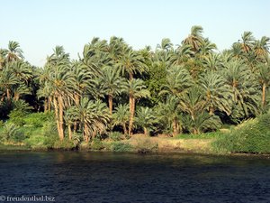 Palmenhain am Nilufer
