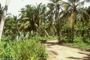 Transfer zur Laguna Redonda durch den Palmenwald
