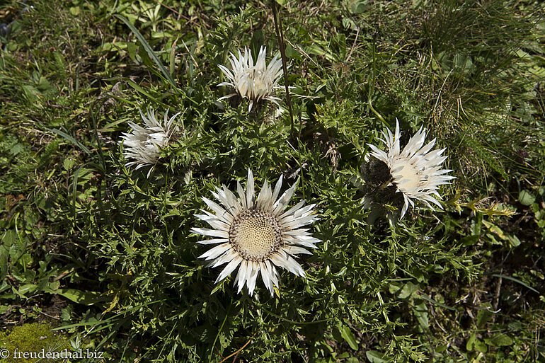 Silberdistel bei der Nagelfluhkette Hochgrat-Steineberg