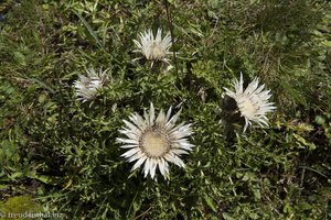 Silberdistel bei der Nagelfluhkette Hochgrat-Steineberg