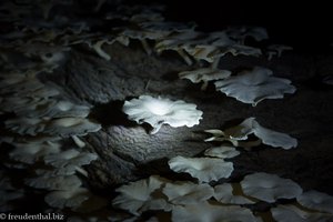 Pilze in der Tropfsteinhöhle von Viñales