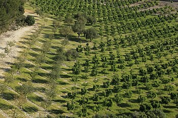Mandelplantage auf Mallorca