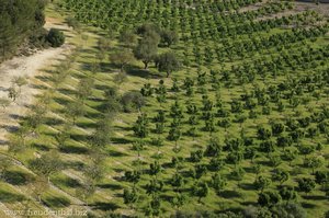 Mandelplantage auf Mallorca