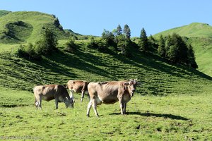 Rinder bei der Alpwirtschaft Metzg