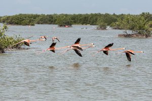 Flamingos in der Laguna de las Salinas